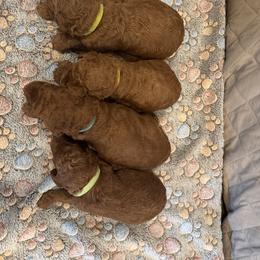 Green collar boy - Apricot male Poodle puppy in Riverside, California from Riverside red poodles
