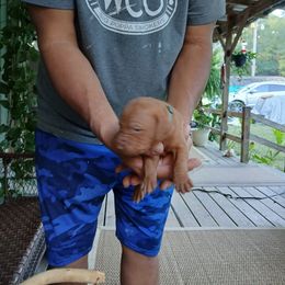 Boy 3 - male Vizsla puppy in El Dorado, Arkansas from Vizslas Cool Creek Kennels