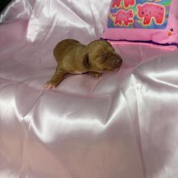 Candy - Wheaten female Dachshund puppy in Lake City, Florida from My Ditzy Doxies of Florida