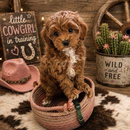 Goldendoodle and Poodle Puppies from Mustanghills Doodles and Poodles