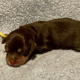 Yellow - Tri-color male Yorkipoo puppy in Martin, Tennessee from Danza Bolo