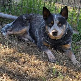 Twister - Australian Cattle Dog