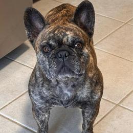 Ninja - Brindle female French Bulldog puppy in Smithfield, North Carolina from Roughneck Frenchies
