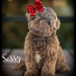 Sassy - Shih Tzu