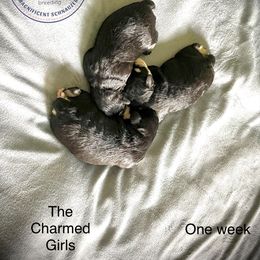 Miniature Schnauzer Puppies from Deez Pups