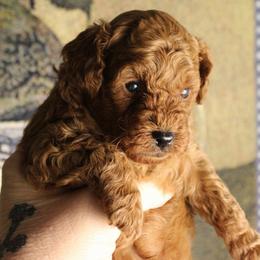Sammy - Red  male Poodle puppy in Pottersville, Missouri from Christina Miller's Poodles