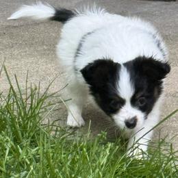 Girl 1 - female Papillon puppy in Columbia, Missouri from Triple Tier