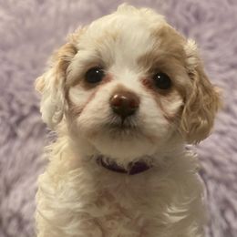 Cavapoos and Goldendoodles from R and H Doodles
