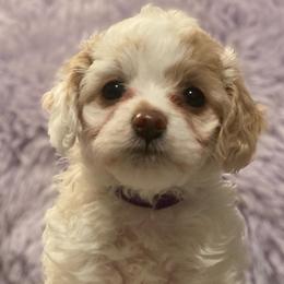 Cavapoos and Goldendoodles from R and H Doodles