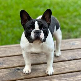 Putz - French Bulldog