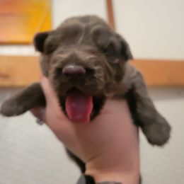 German Shepherd Puppies from Winsome German Shepherds