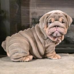 Girl 2 - Lilac tri-color female Bulldog puppy in St Louis, Missouri from BangerBullz