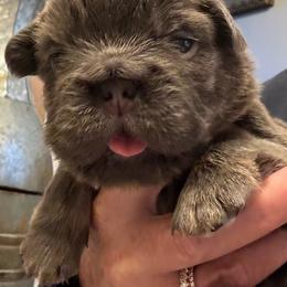 Boy 2 - Blue male French Bulldog puppy in Norwalk, Ohio from The Frenchie Ravine Connection LLC