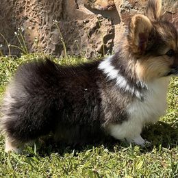 Pembroke Welsh Corgi Puppies from S&K Woodwickcorgis