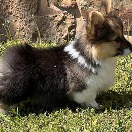 Pembroke Welsh Corgi Puppies from S&K Woodwickcorgis