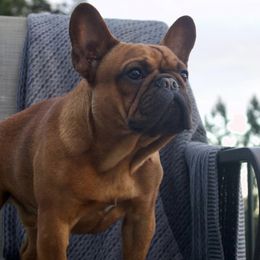 Cinder - French Bulldog