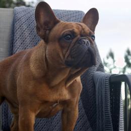 Cinder - French Bulldog