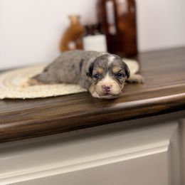 Purple - Tri-color female Bernedoodle puppy in Sweetwater, Florida from Sandy Snout Doodles