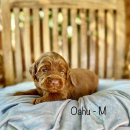 Oahu - Caramel red male Australian Labradoodle puppy in Morgan Hill, California from Loving Labradoodle