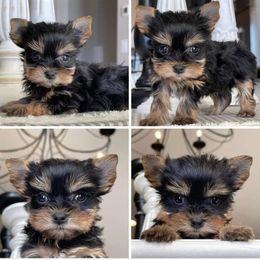 Yorkshire Terrier Puppies from TLC Kennels TenderLittleCuties