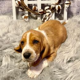 Basset Hound Puppies from Blessed Bassets