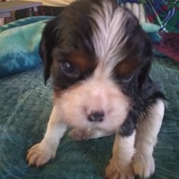 Girl 3 - Cavalier King Charles Spaniel puppy from Majestic Cavaliers of Melbourne FL