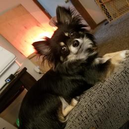 Tico - Chihuahua