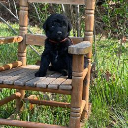 Nitro - Black male Labradoodle puppy in Batesville, Arkansas from Morris Farmyard