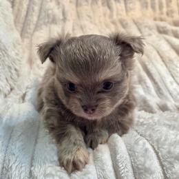 Cici - Silver female Chihuahua puppy in Citrus Heights, California from Golden State Chihuahuas