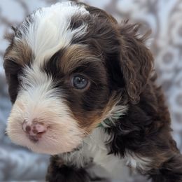 Green collar aka Turtle - Tri-color male Bernedoodle puppy in Connecticut from Valley View Doodles