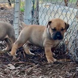 Knight Silver Collar - Fawn male Boerboel puppy in Florida from CLAD Guard Boerboels