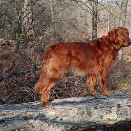 Golden Retrievers from Katherine Wolf