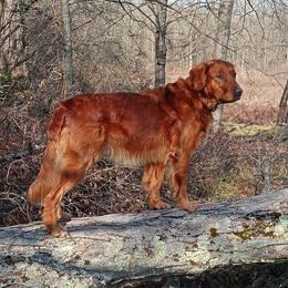 Golden Retrievers from Katherine Wolf