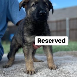 Boy 3 - Sable German Shepherd puppy in Wilmer, Texas from Babin K9