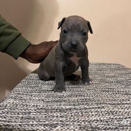 Boy 2 - American Pit Bull Terrier puppy in Pensacola, Florida from Alpha Alliance Kennels
