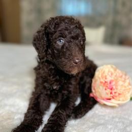 Latte - Chocolate female Goldendoodle puppy in Osage City, Kansas from Golden Ridge Goldens