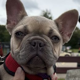 Girl 1    Camping ready - French Bulldog puppy from Deolin