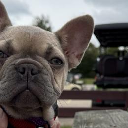 Girl 1    Camping ready - French Bulldog puppy from Deolin