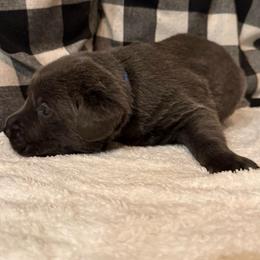 Blue- Charcoal - Charcoal male Dilute Retriever puppy in Marion, Illinois from Summer Lovin’ Labradors of Southern Illinois