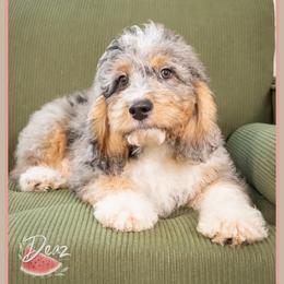 Lion - Blue merle male Bernedoodle puppy in Connersville, Indiana from Deaz Doodle Ranch