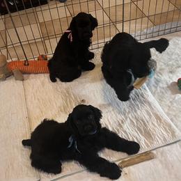 Cocker Spaniels and Pomeranians from Hillside kennels
