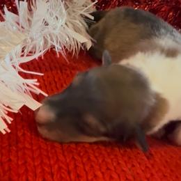 Donner - Sable and white male Collie puppy in Morocco, Indiana from Collegiate Bassets and Rheign Collies