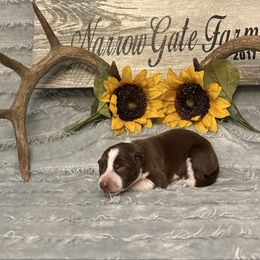 Brevé - White and red male Border Collie puppy in Moody, Texas from Narrow Gate Farm