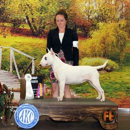 Bull Terrier puppies from Luxury Bulls