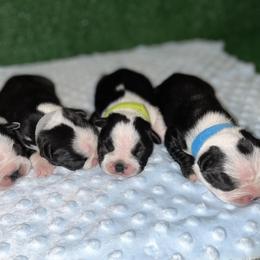 Boston Terrier Puppies from Baldwins Boston Terriers