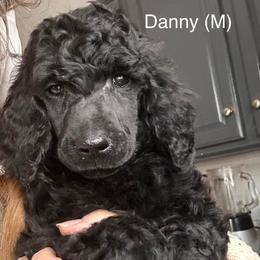 Danny - Black male Poodle puppy in Greenwich, New York from MizzElle’s Standard Poodles