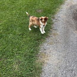 Pip - Shetland Sheepdog