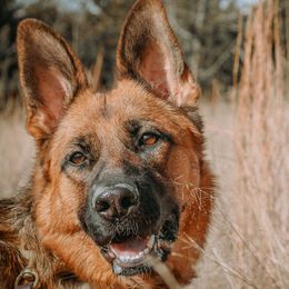 German Shepherds from Kirschstrase GSD
