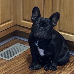 Fendi - French Bulldog