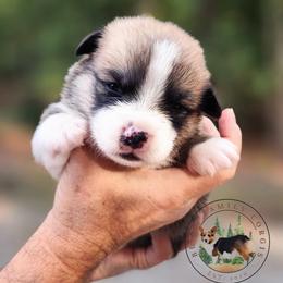 Bacon - Red male Pembroke Welsh Corgi puppy in Cameron, North Carolina from Butts Family Corgis